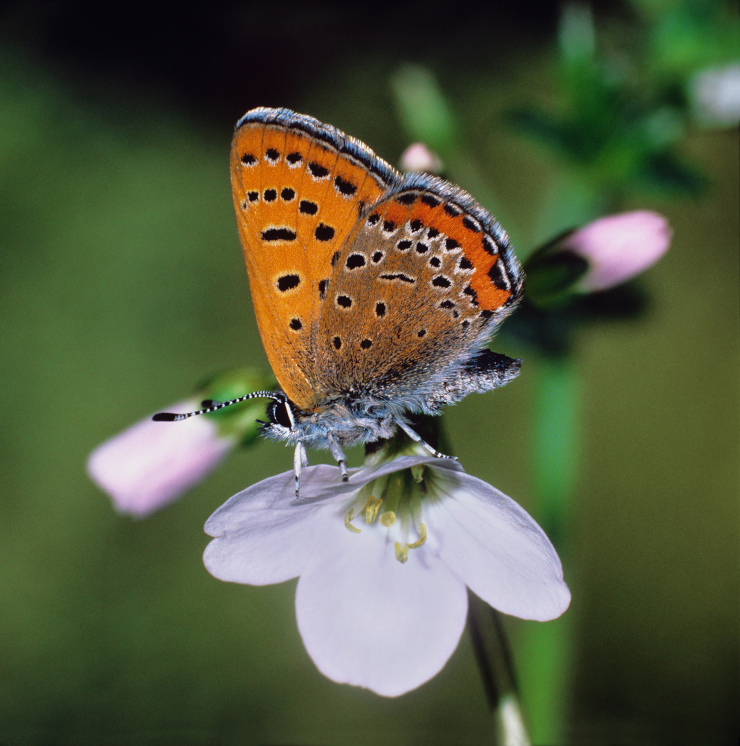 Blauschillernder Feuerfalter auf Wiesenschaumkrautblüte, Violet Copper