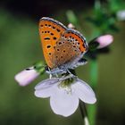 Blauschillernder Feuerfalter auf Wiesenschaumkrautblüte, Violet Copper