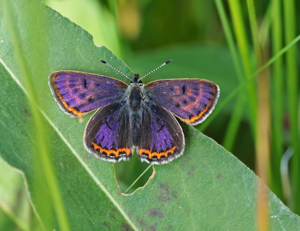 Blauschillernder Feuerfalter