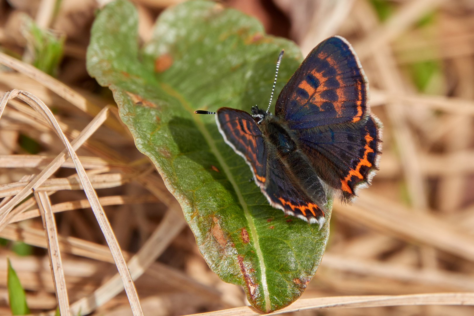 Blauschillernder Feuerfalter