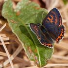 Blauschillernder Feuerfalter