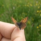 Blauschillernder Feuerfalter (Lycaena helle)