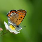 Blauschillernder Feuerfalter (Lycaena helle)