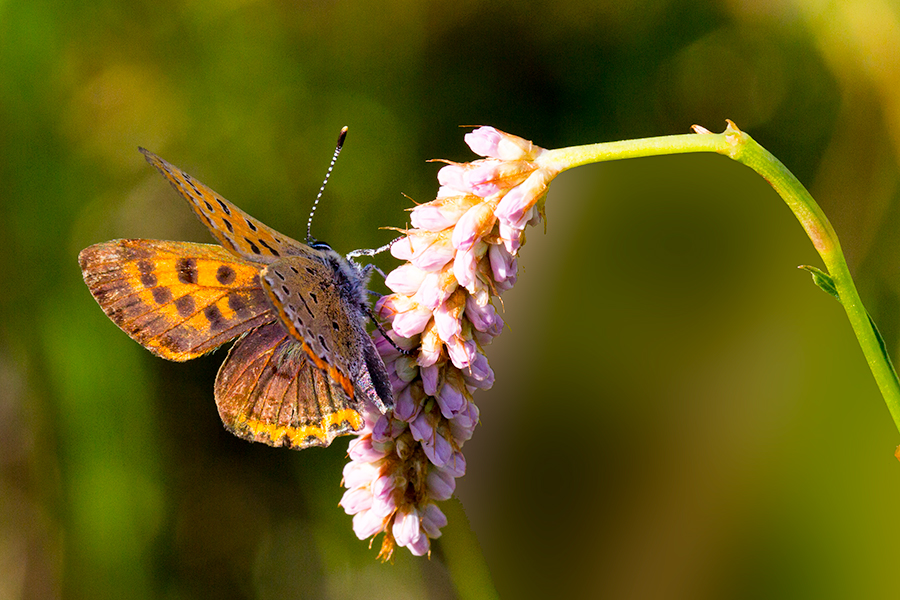 Blauschillernder Feuerfalter (Lycaena helle) auf Schlangen-Knöterich (Bistorta officinalis)