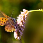 Blauschillernder Feuerfalter (Lycaena helle) auf Schlangen-Knöterich (Bistorta officinalis)