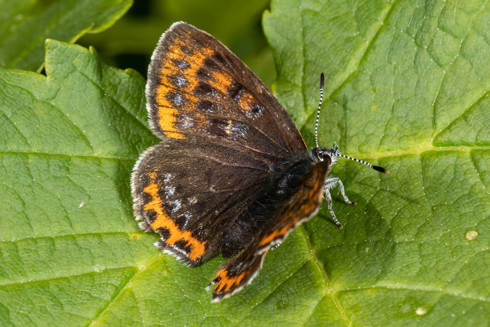 Blauschillernder Feuerfalter (Lycaena helle)