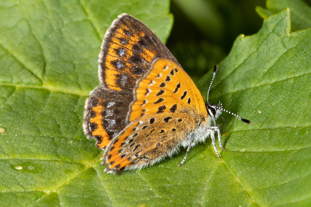 Blauschillernder Feuerfalter (Lycaena helle)