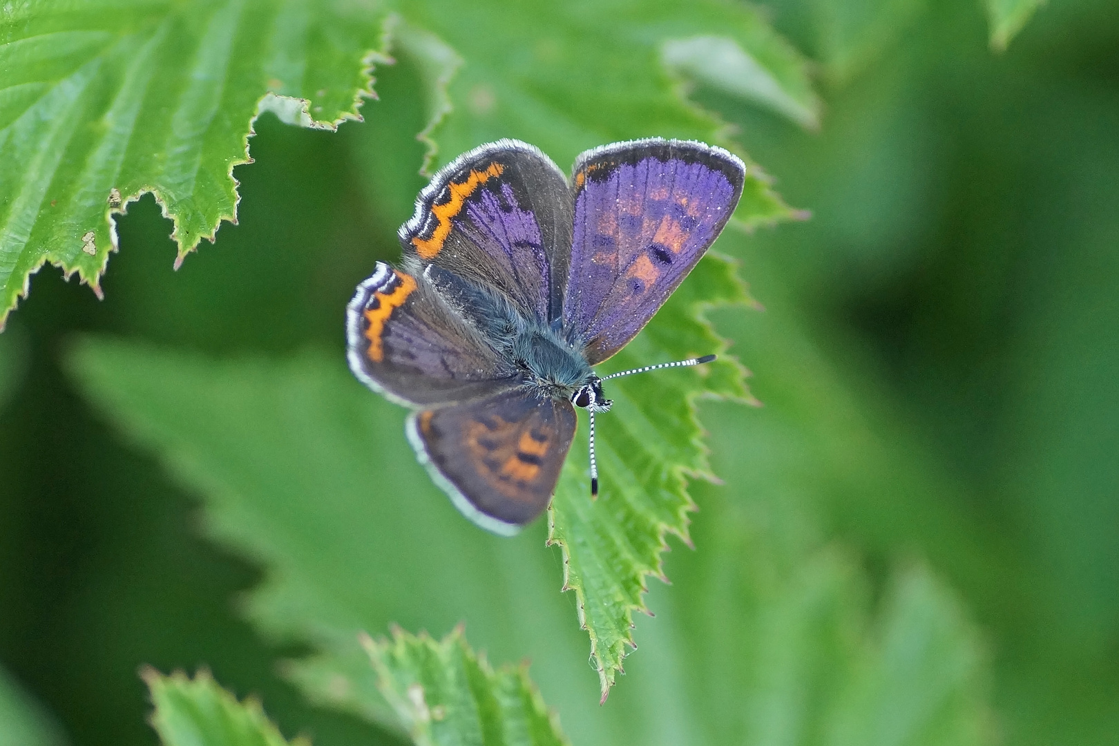 Blauschillernder Feuerfalter (Lycaena helle), Männchen