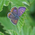 Blauschillernder Feuerfalter (Lycaena helle), Männchen