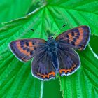 Blauschillernder Feuerfalter Lycaena helle Mai 2015