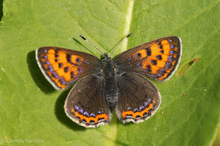 Blauschillernder Feuerfalter (Lycaena helle) Weibchen