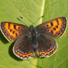 Blauschillernder Feuerfalter (Lycaena helle) Weibchen