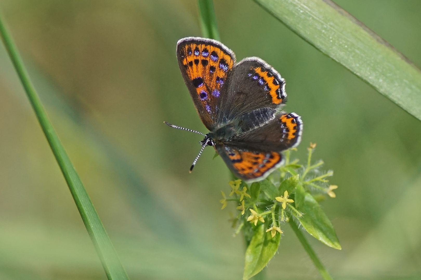 Blauschillernder Feuerfalter (Lycaena helle), Weibchen