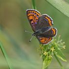 Blauschillernder Feuerfalter (Lycaena helle), Weibchen