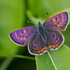 Blauschillernder Feuerfalter Männchen