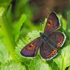 Blauschillernder Feuerfalter, Männchen (Lycaena helle)