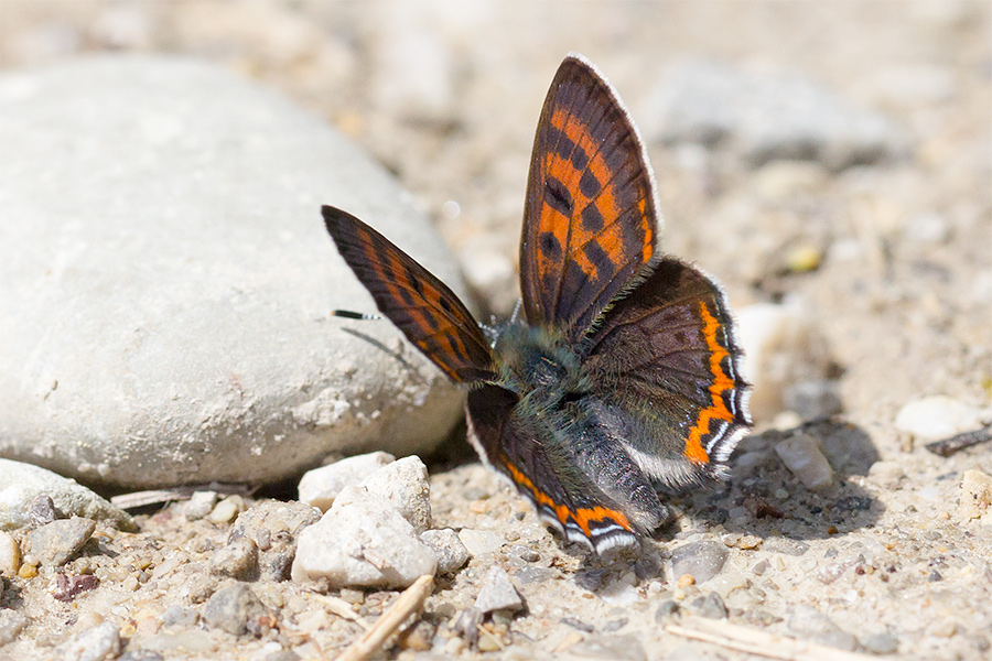 Blauschillernder Feuerfalter Weibchen (2)