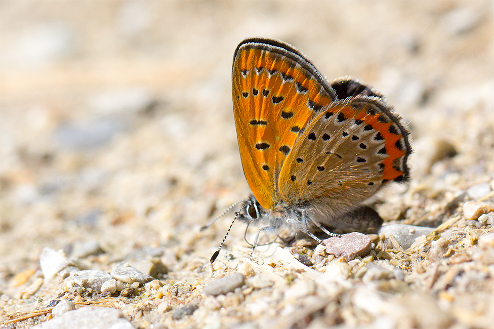 Blauschillernder Feuerfalter Weibchen