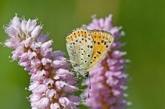 Blauschillernder Feuerfalter Weibchen