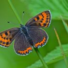 Blauschillernder Feuerfalter Weibchen Lycaena helle Mai 2015