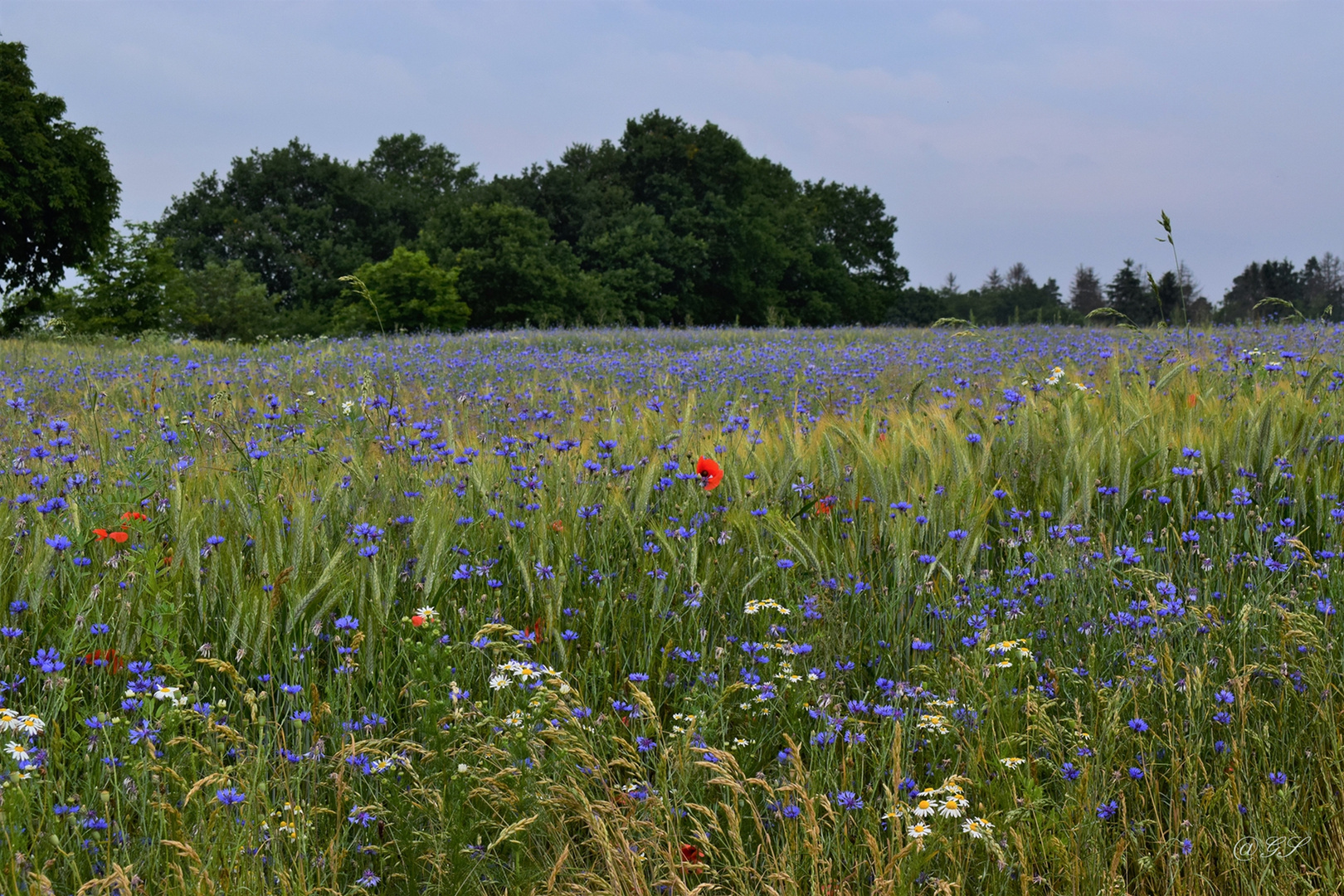 Blauschimmer über Getreidefeld.