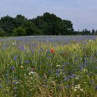 Blauschimmer über Getreidefeld.