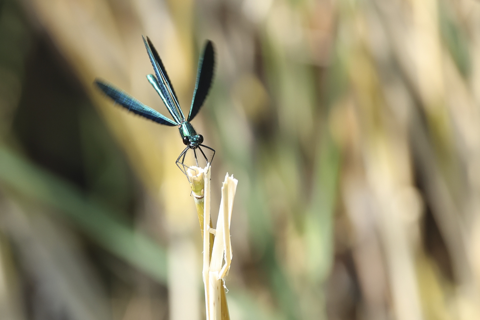 ...blauschimmernde-Libelle-1...