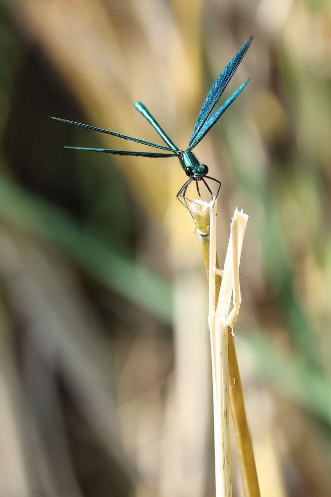 ...blauschimmernde-Libelle-3...