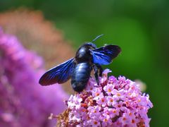 blauschimmernde Schönheit