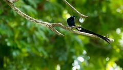 Blauschnabelvogel