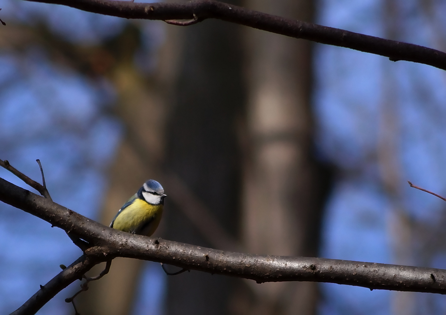 Blauschopf