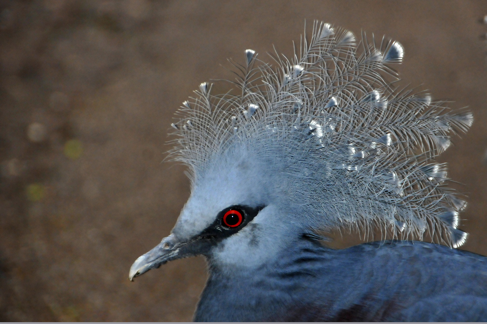 Blauschopf-Krontaube, Burgers Zoo, Bush, Arnheim, Niederlande