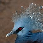 Blauschopf-Krontaube, Burgers Zoo, Bush, Arnheim, Niederlande