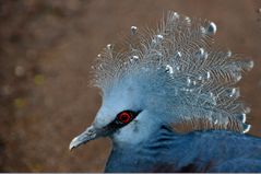 Blauschopf-Krontaube, Burgers Zoo, Bush, Arnheim, Niederlande