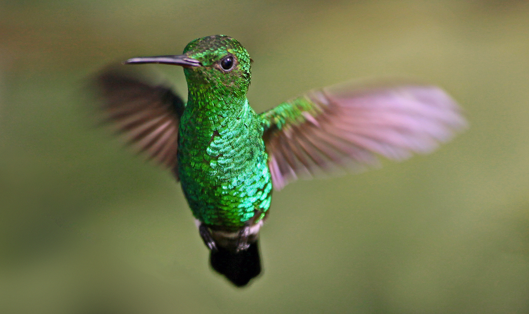 Blauschwanz Smaragdkolibri