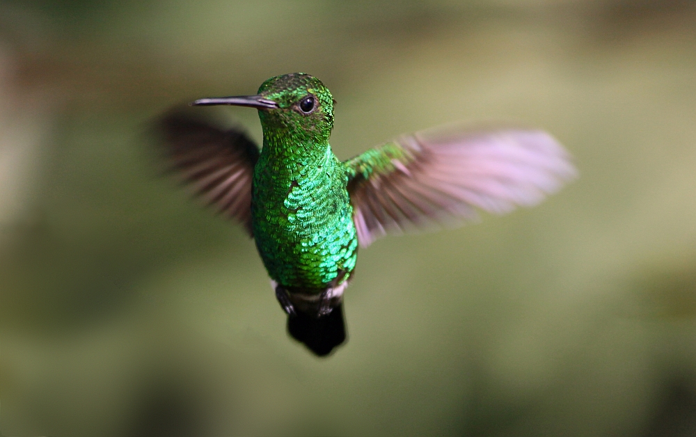 Blauschwanz Smaragdkolibri