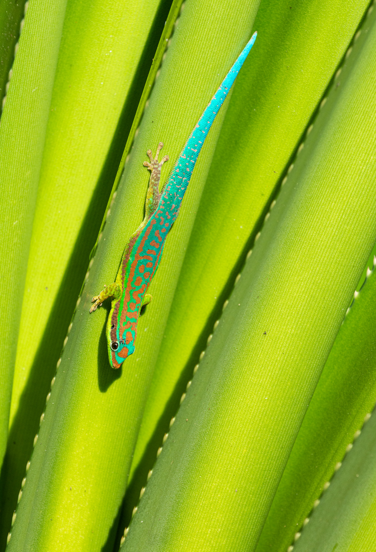 ___Blauschwanz-Taggecko_______ Foto & Bild | tiere, wildlife, amphibien