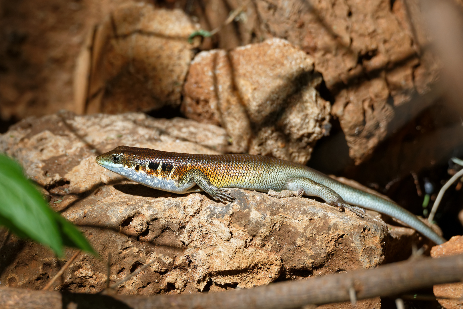 Blauschwanzskink