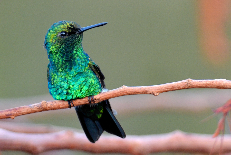 Blauschwanzsmaragdkolibri