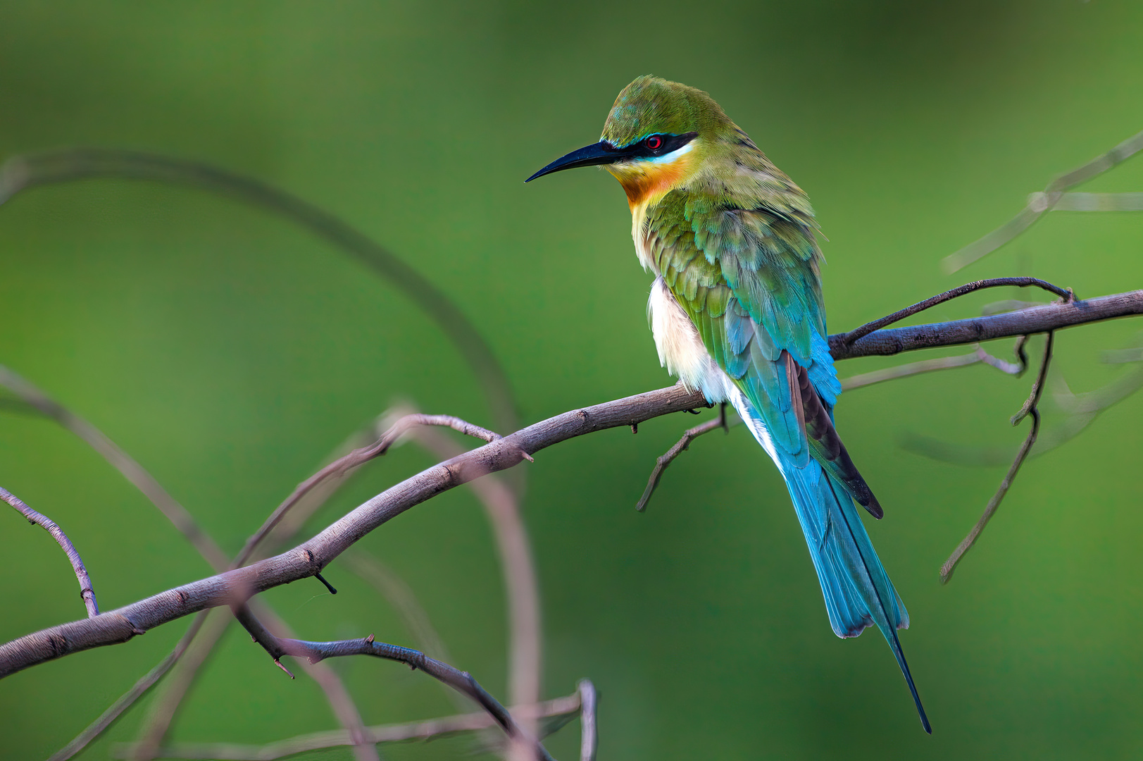 Blauschwanzspint auf Sri Lanka