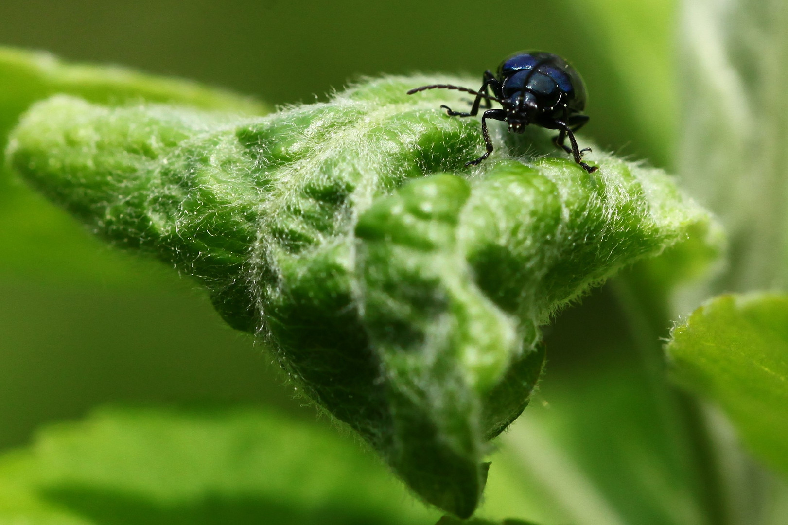 BlauSchwarz und der Salat