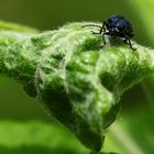 BlauSchwarz und der Salat