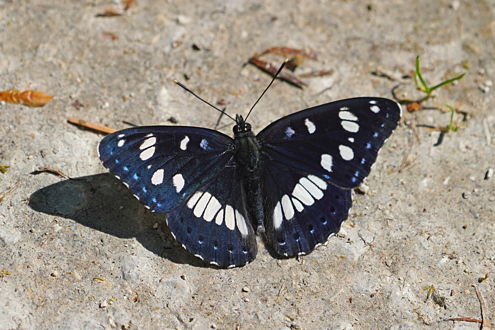 Blauschwarze Eisvogel  - Limenitis reducta