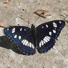 Blauschwarze Eisvogel  - Limenitis reducta