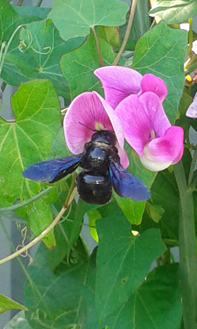 Blauschwarze Holzbiene