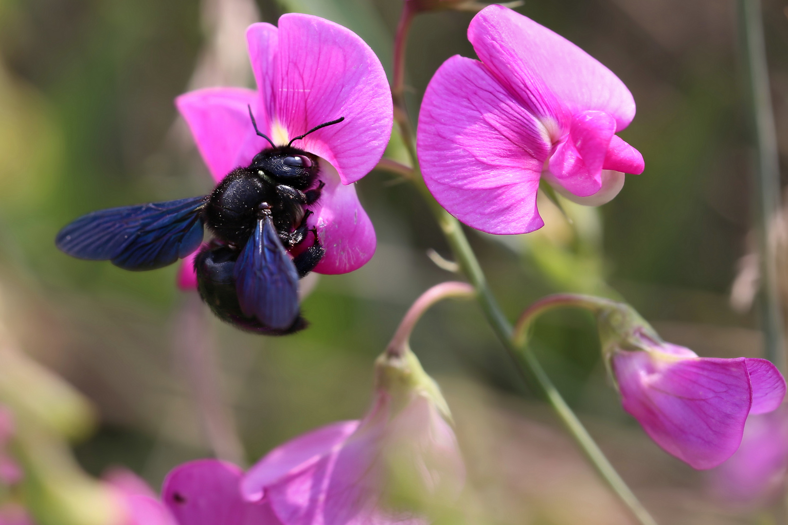 Blauschwarze Holzbiene