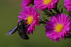 Blauschwarze Holzbiene 