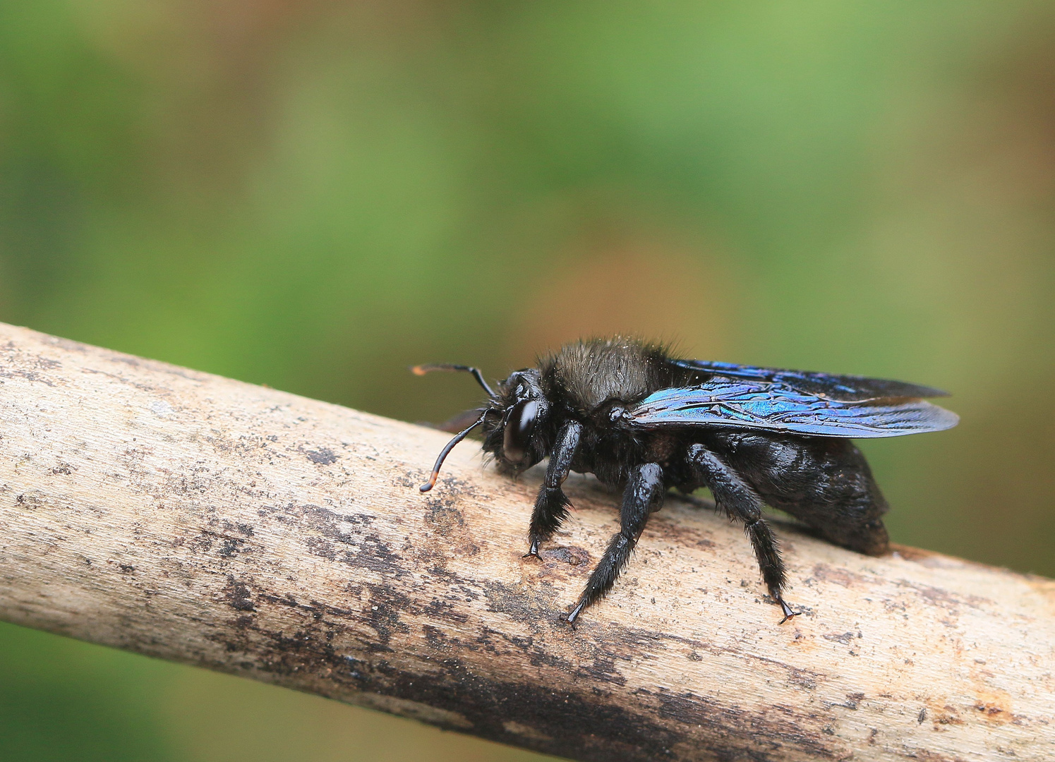 blauschwarze Holzbiene