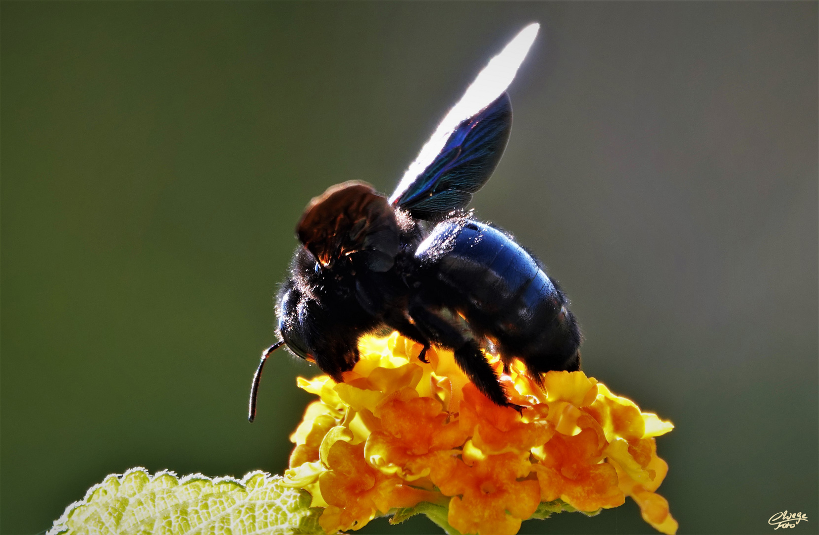 Blauschwarze Holzbiene