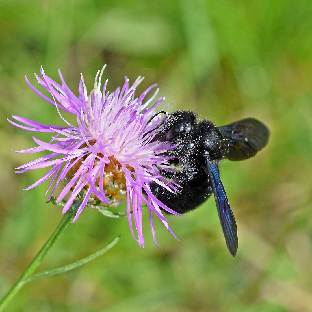 Blauschwarze Holzbiene ...